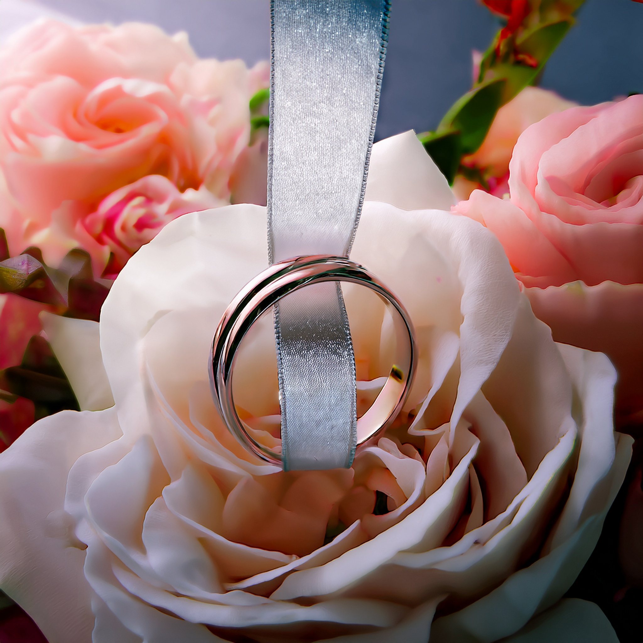 Detailaufnahme einer blühenden Rose